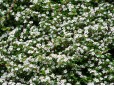 Cotoneaster dammeri